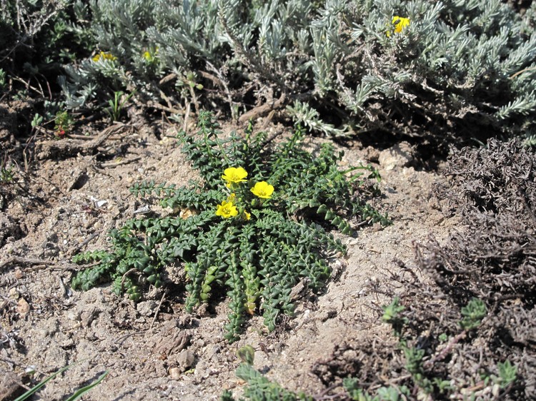 Morisia monanthos